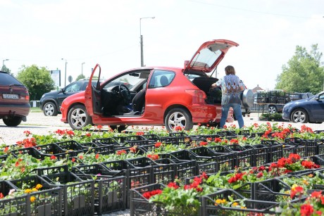 Virágos Székesfehérvár – háromszázezer tő növényt oszt ki a Városgondnokság